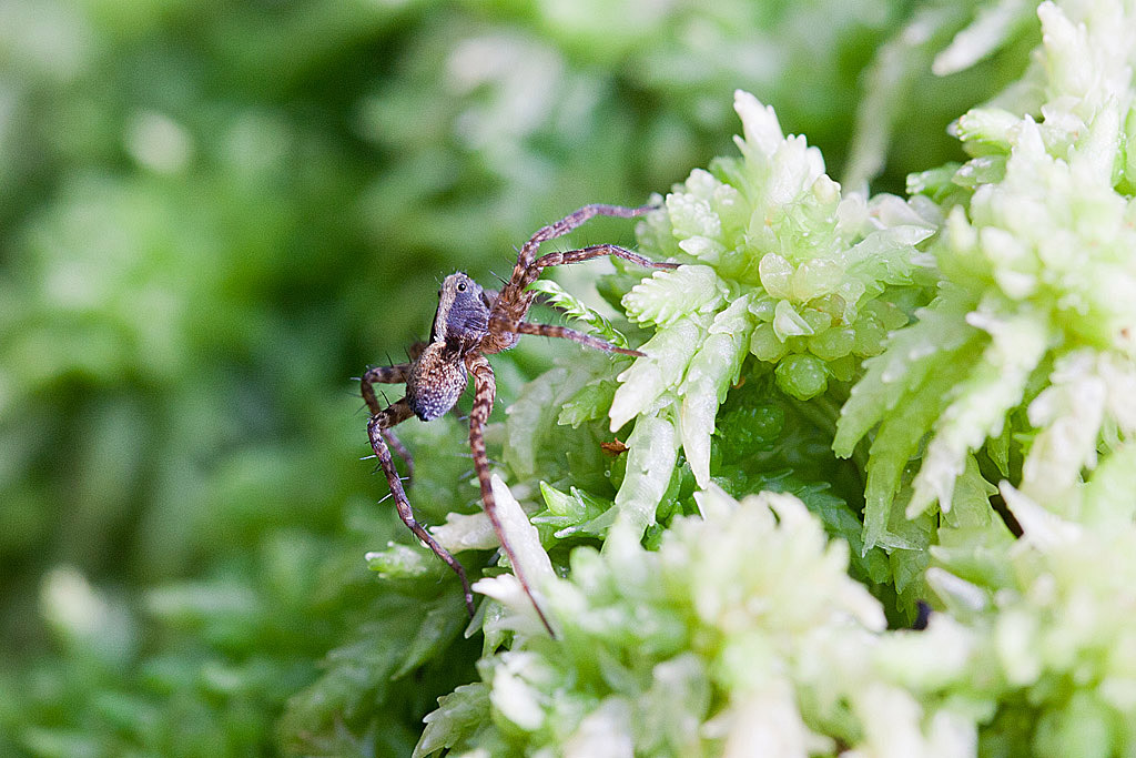 Pardosa gr lugubris- alacris- saltans 2 IN.jpg