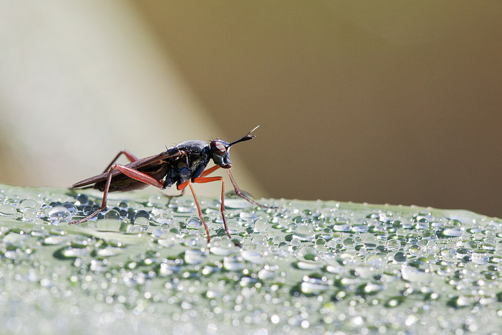 Sepedon sphegea.jpg