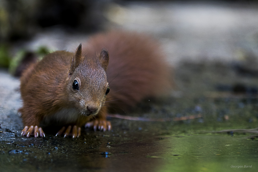 Ecureuil roux (Sciurus vulgaris)-530.jpg