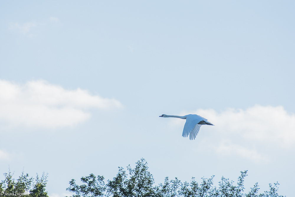 cygne tuberculé affut flotant 10 2018.JPG