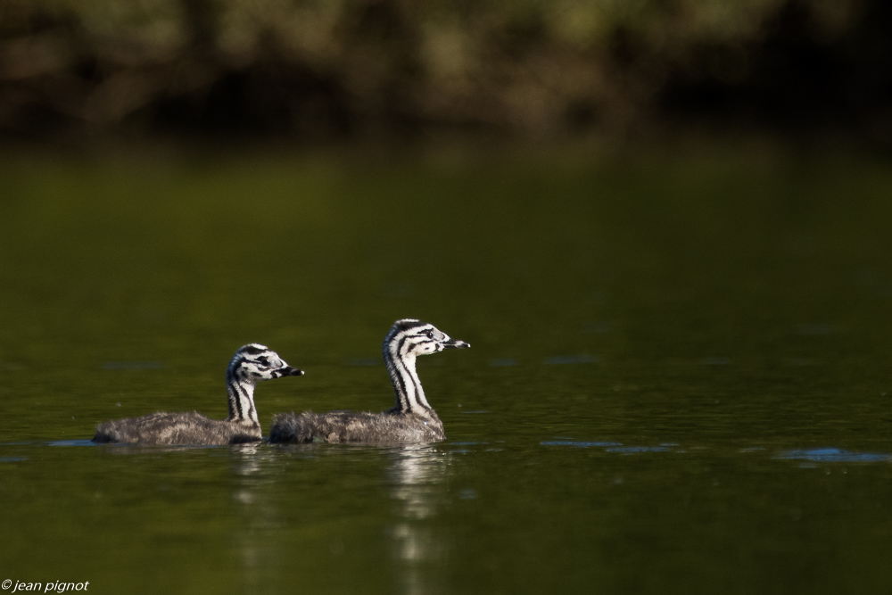 grebe huppée affut flotant 10 2018-4.JPG