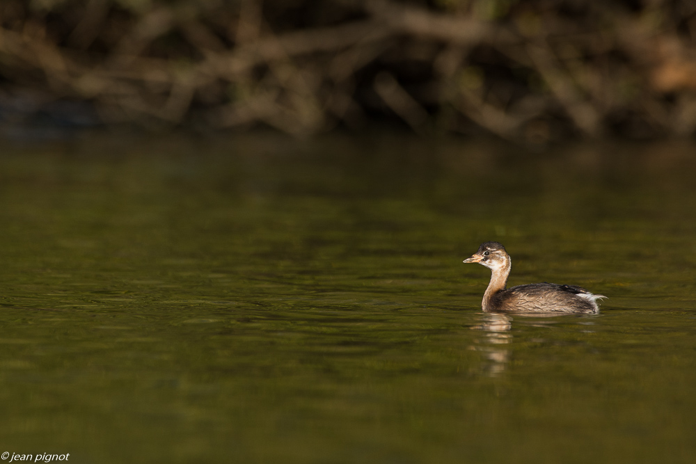 grebe castagneux affut flotant 10 2018.JPG