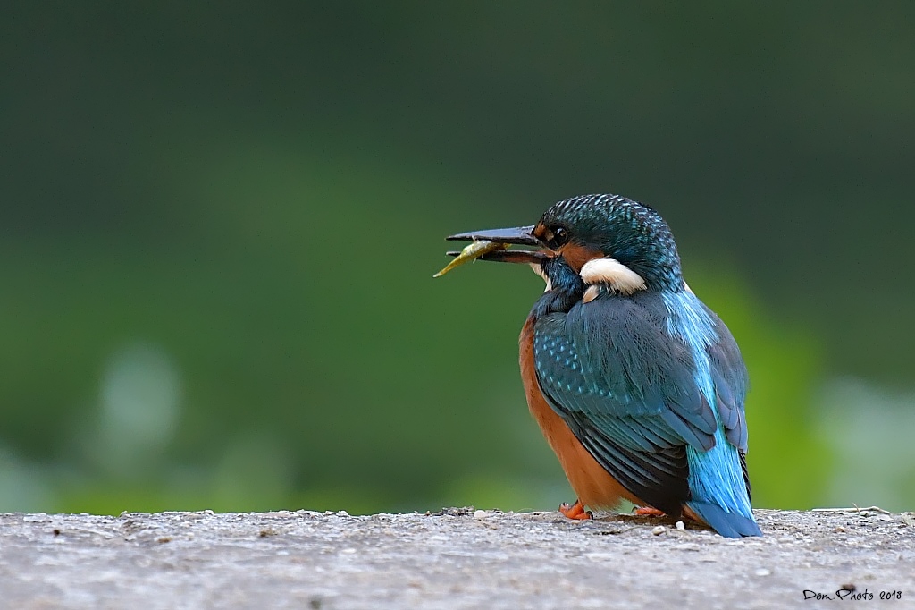 DSC_6706IN.jpg