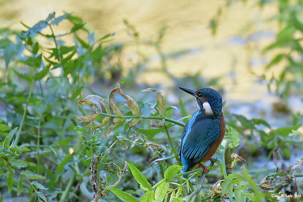 DSC_6827IN.jpg