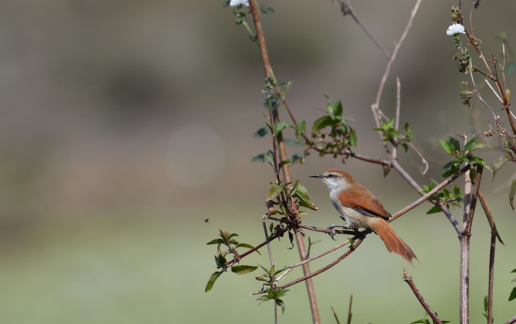 DS5_5576.jpg