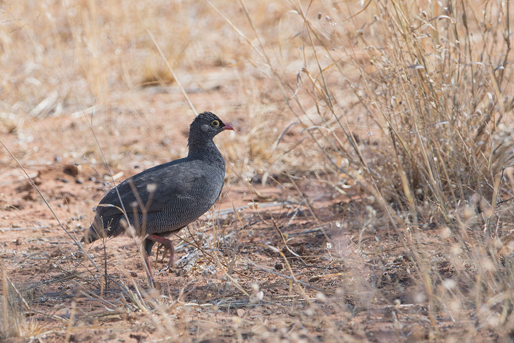 20-Francolin à bec rouge.jpg