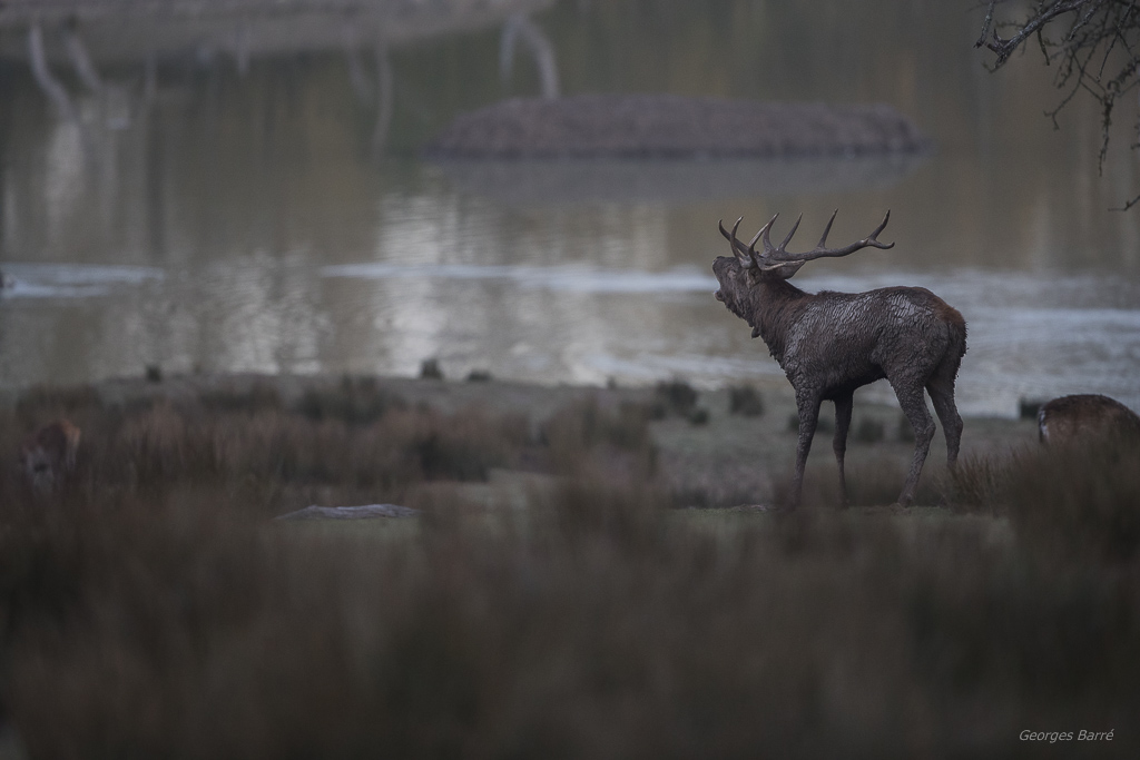 Cerf élaphe-29.jpg