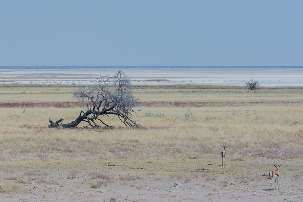 31-Etosha(mirages).jpg
