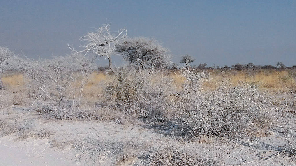 33-Etosha sous le calcrète.jpg