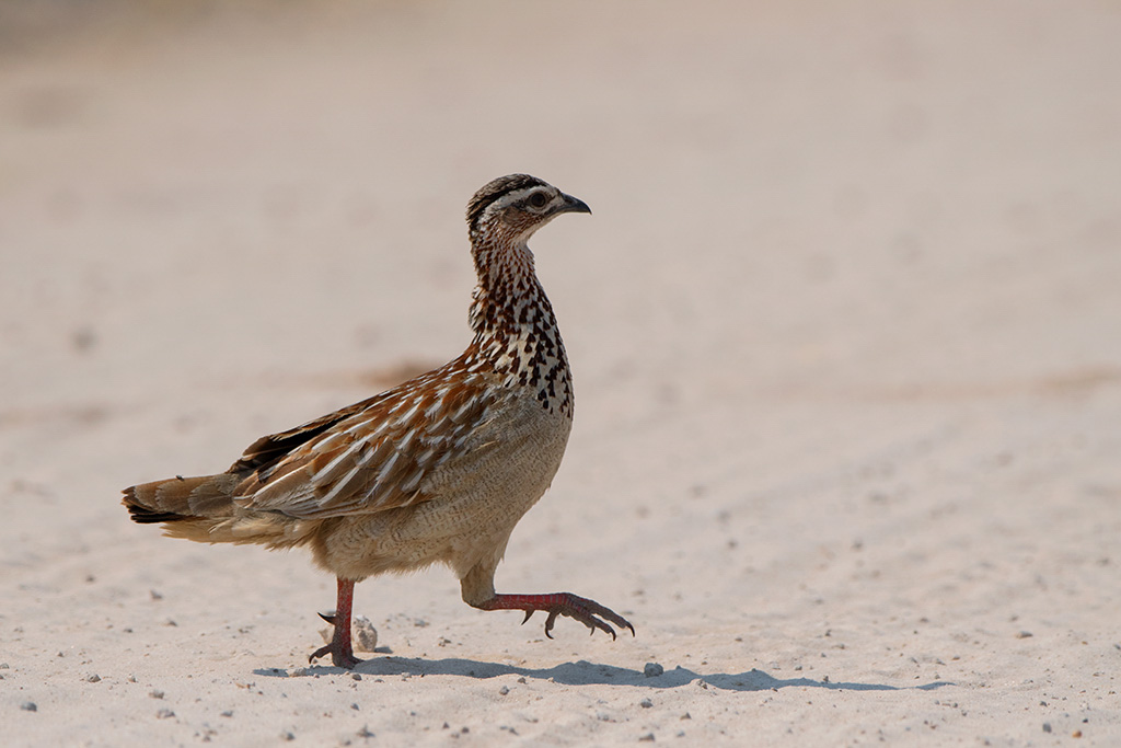 35-Francolin huppé.jpg