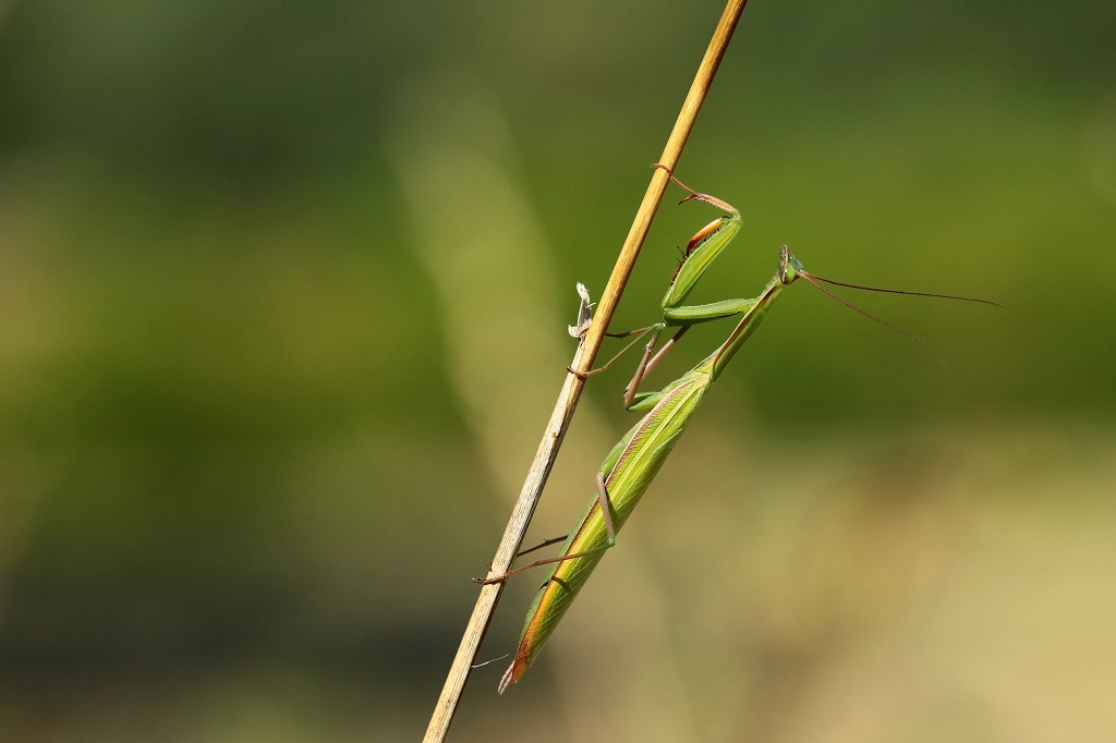 2 IMG_MANTIS.JPG
