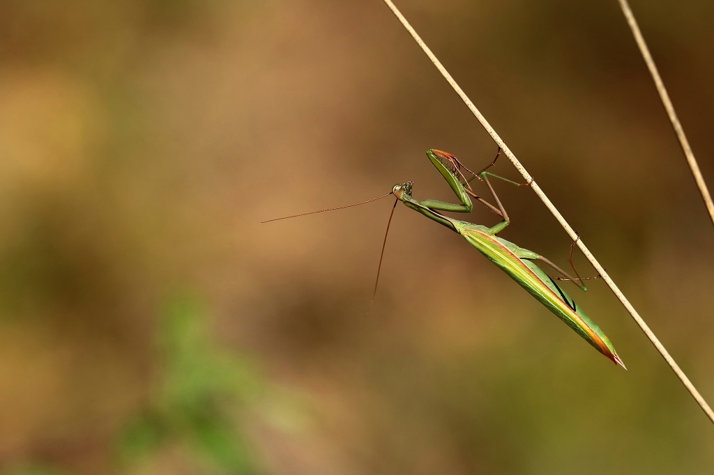 5 IMG_MANTIS.JPG