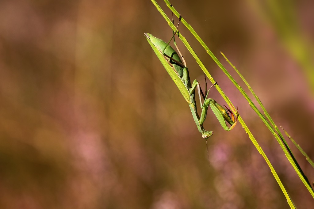 7 IMG_MANTIS.JPG