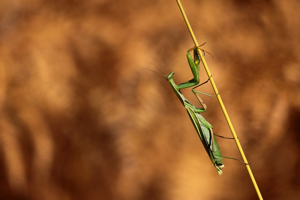 8 IMG_MANTIS.JPG