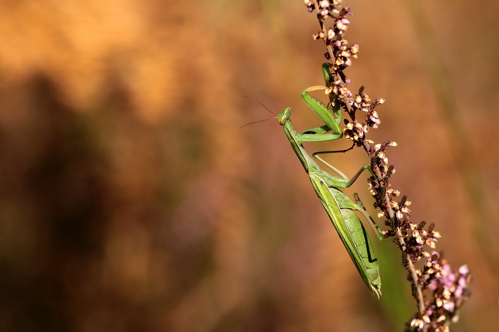 10 IMG_MANTIS.JPG