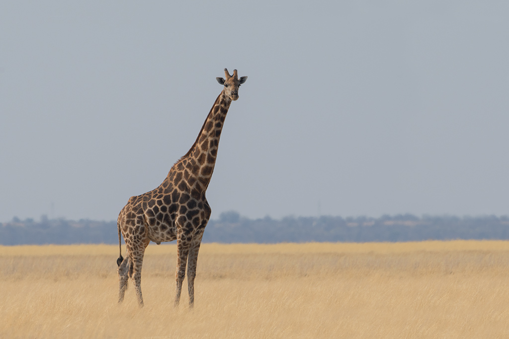 37-Girafe.jpg