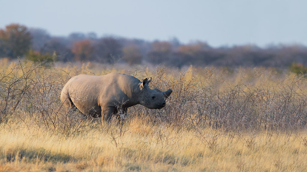 42-Rhinocéros noir.jpg