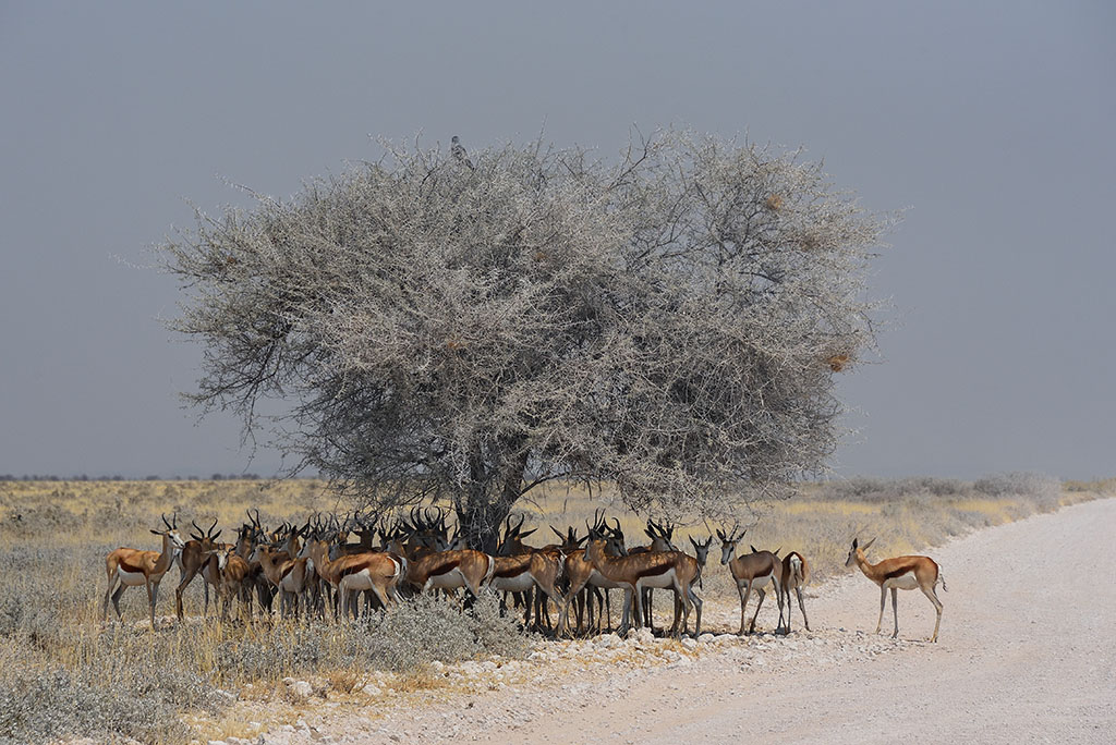 43-L'arbre à springboks.jpg