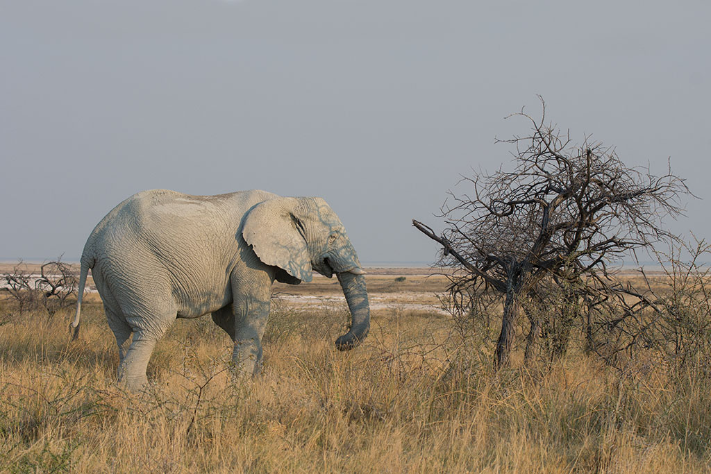 45-Eléphant.jpg