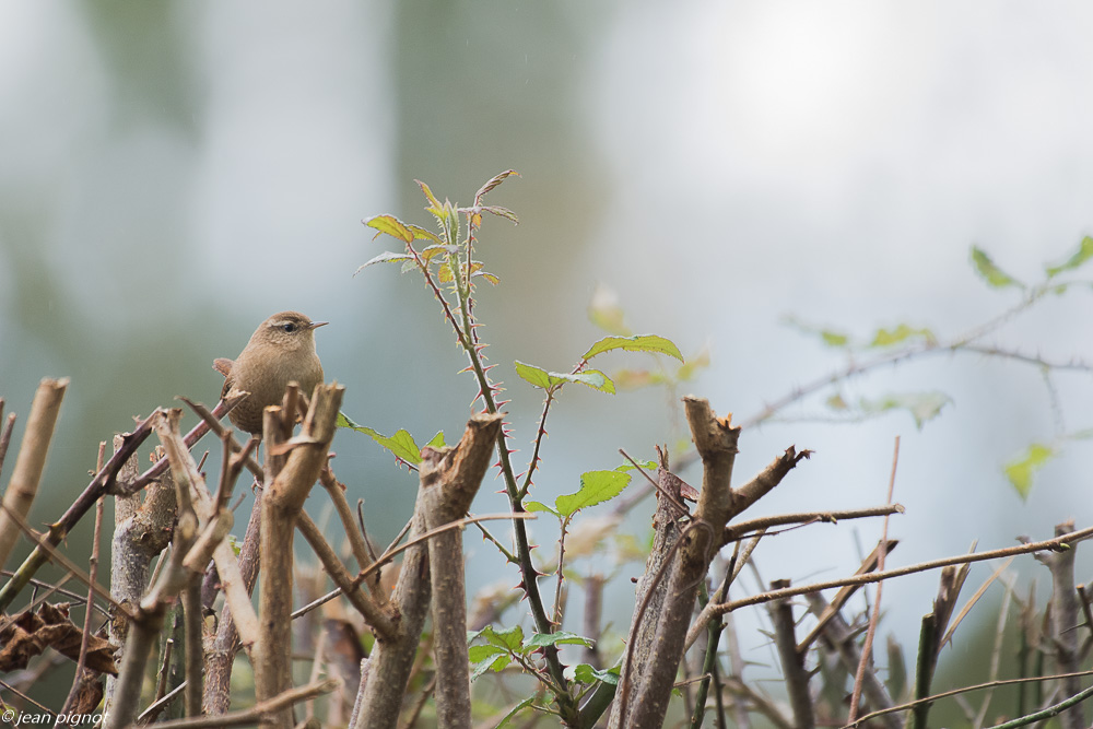 oiseaux pres de chez moi 10 2018.JPG