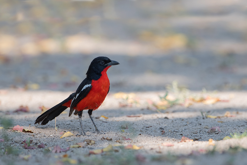 49-Gonolek rouge et noir.jpg