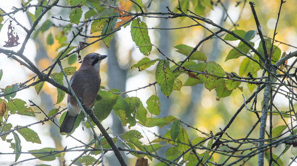 oiseaux des haies 10 2018.JPG