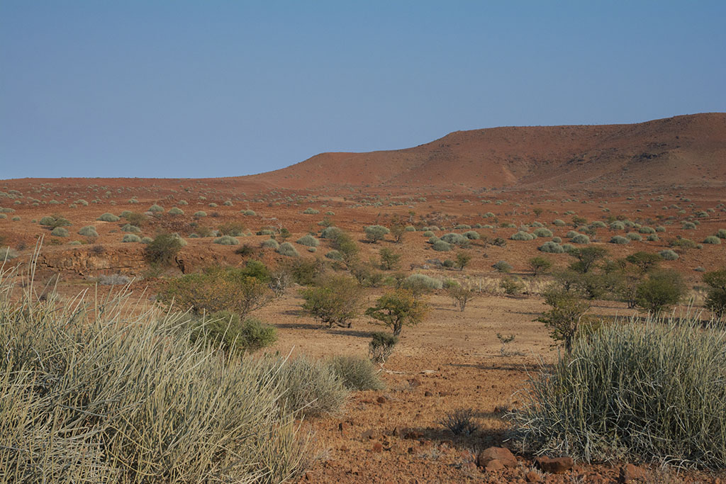 77-Euphorbe damarana et mopanes.jpg