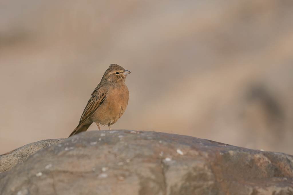 83-Bruant des rochers.jpg