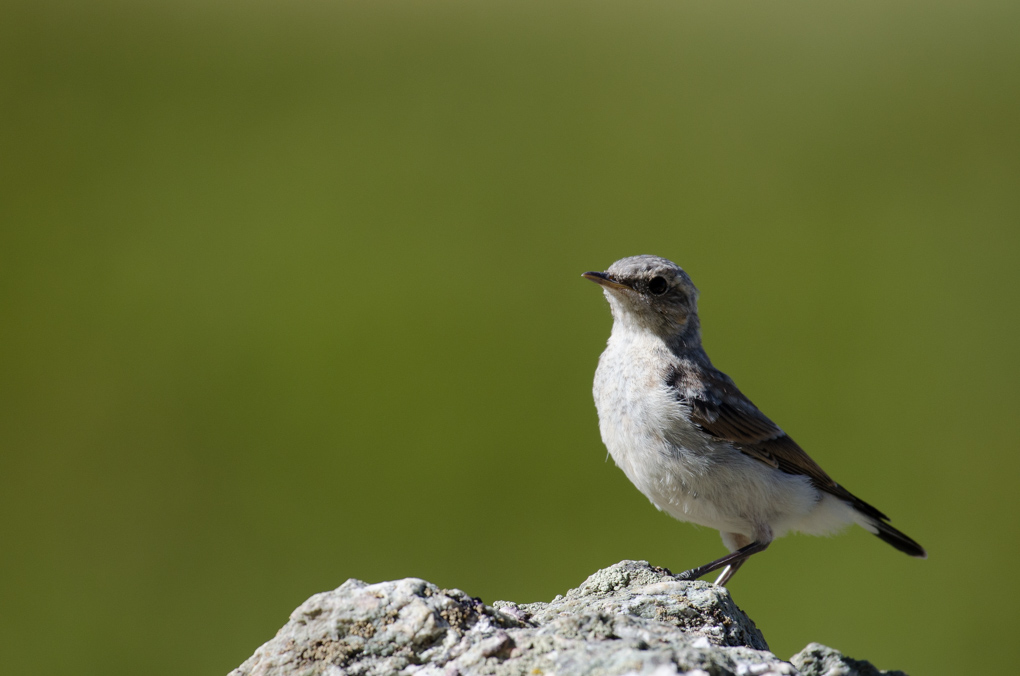 Oiseaux.jpg