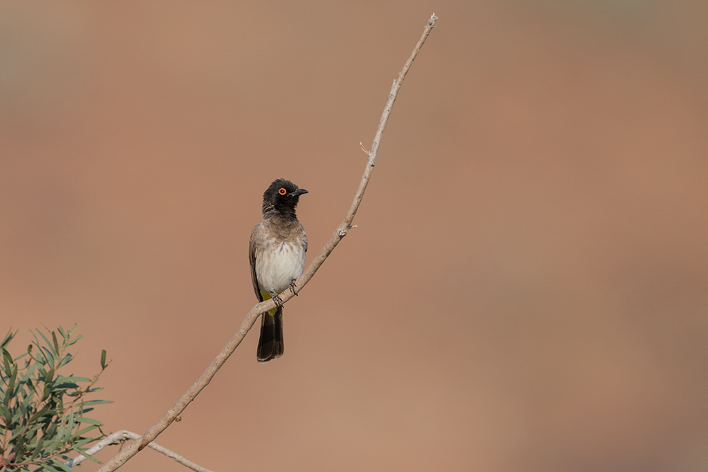 88-Bulbul brunoir.jpg