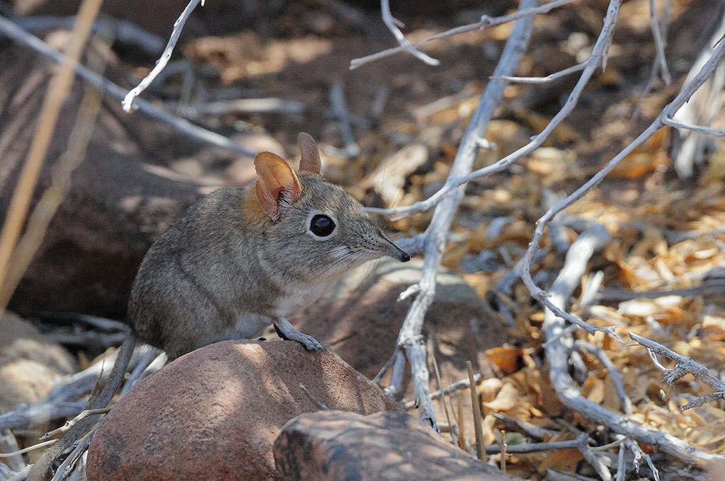 96-Sengi ou musareigne éléphant.jpg