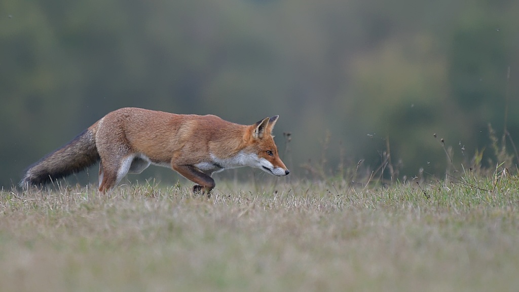 DSC_7713JN.jpg
