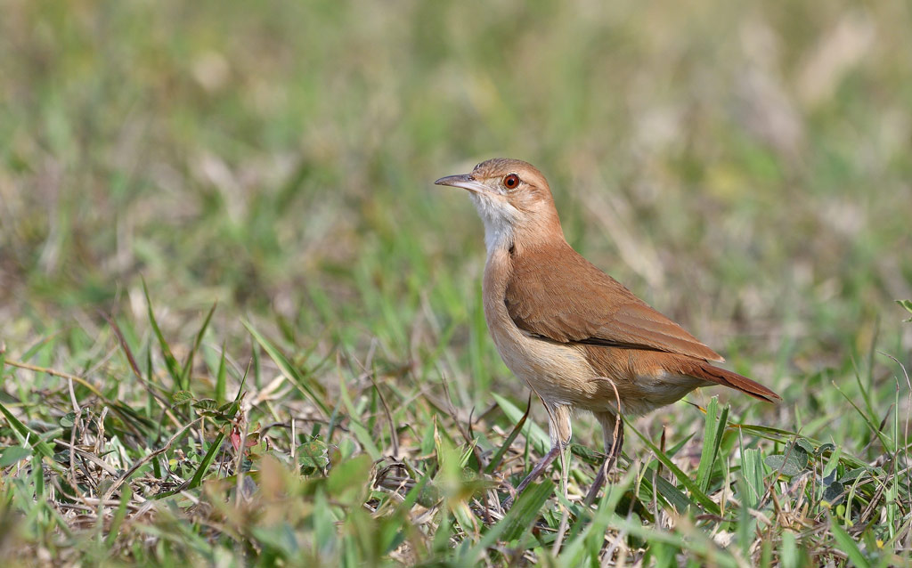 DSC_9325.jpg