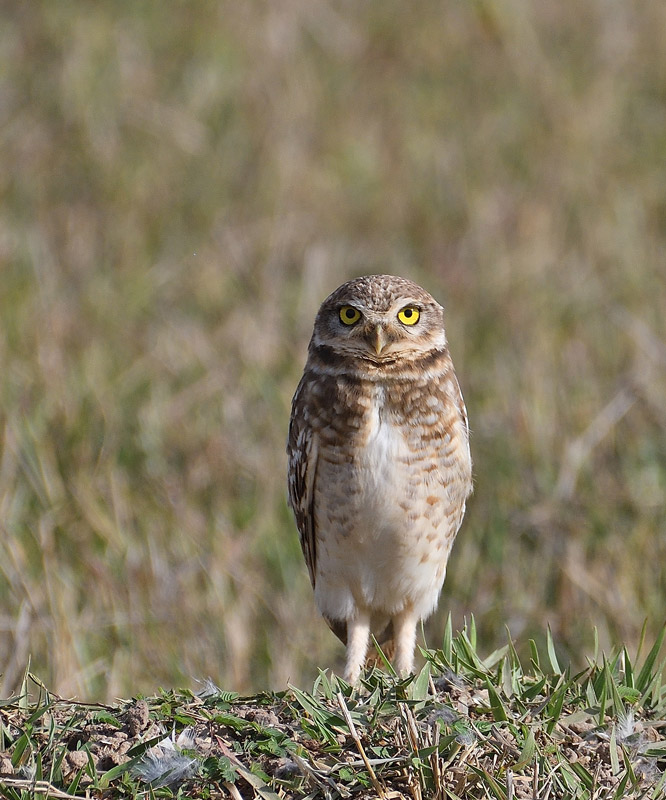DSC_9329.jpg