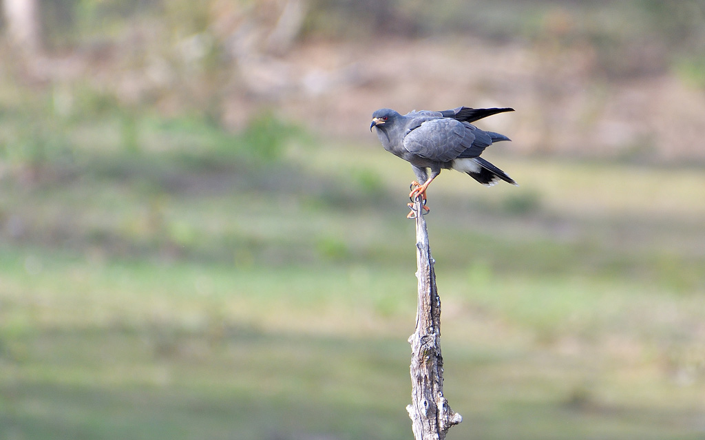 DSC_9346.jpg