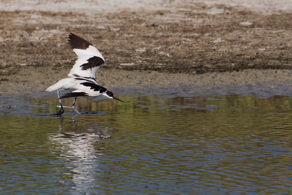 avocette aile cassée 2 IN.jpg