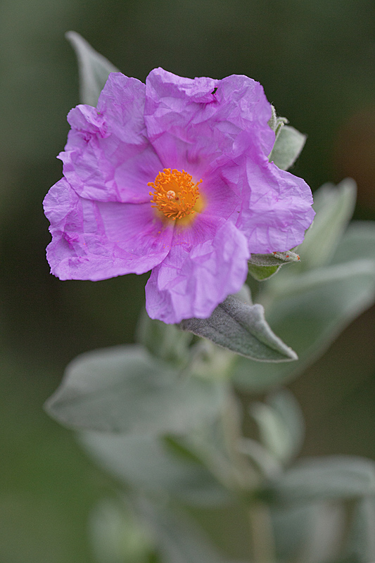 IMG_6378 IN.jpg