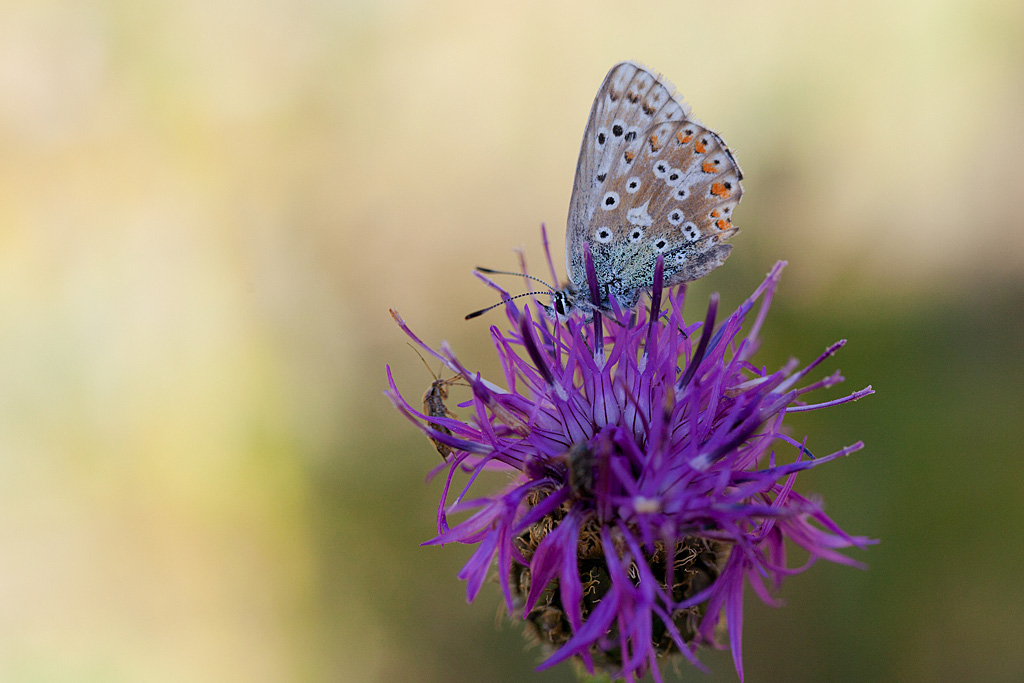 L'Argus bleu-nacré Lysandra coridon 4 IN.jpg
