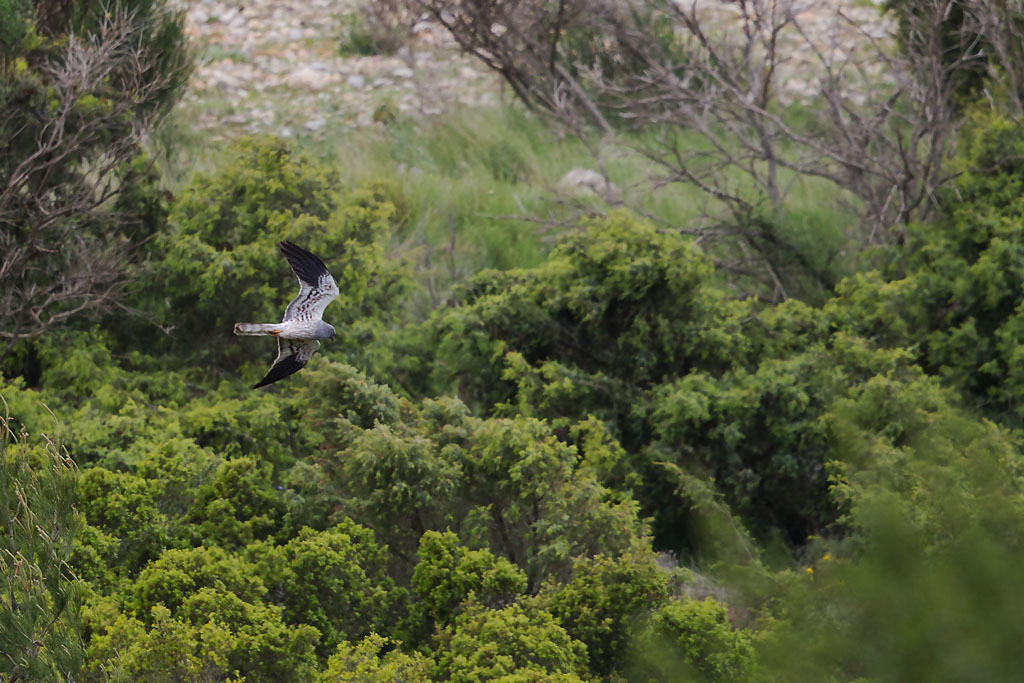 Busard cendré M_09 IN.jpg