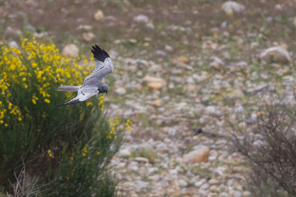 Busard cendré M_11 IN.jpg