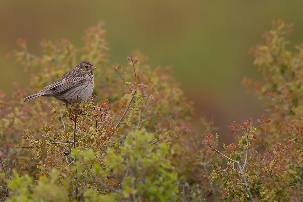 Bruant proyer_10 IN.jpg