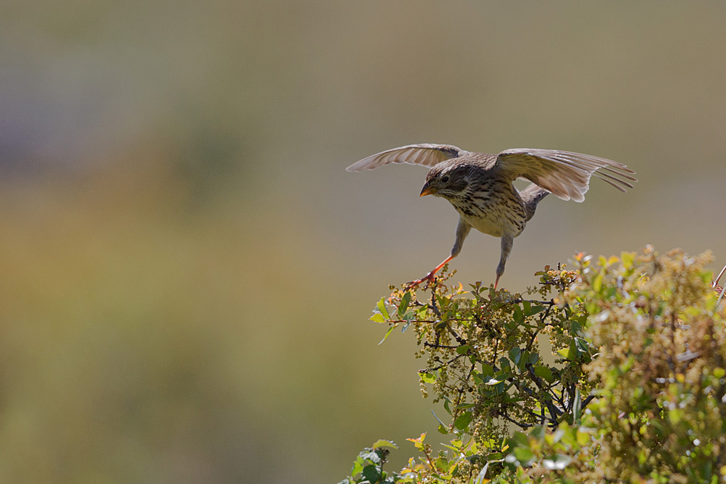 Bruant proyer_13 IN.jpg