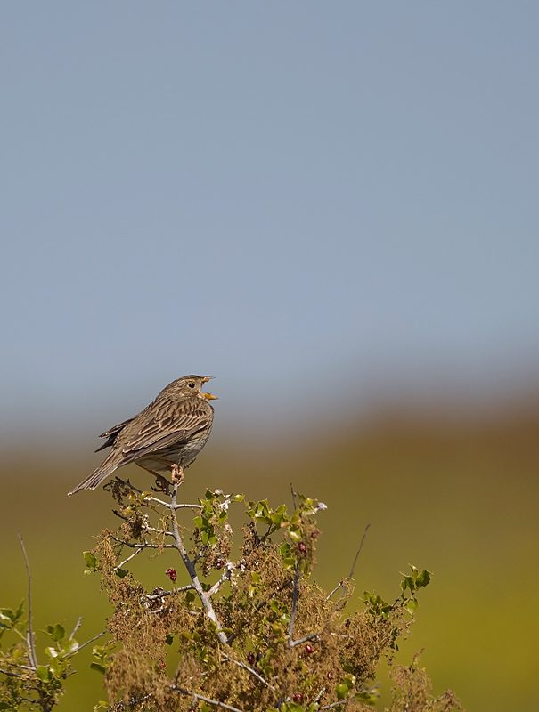 Bruant proyer_12-1 IN.jpg