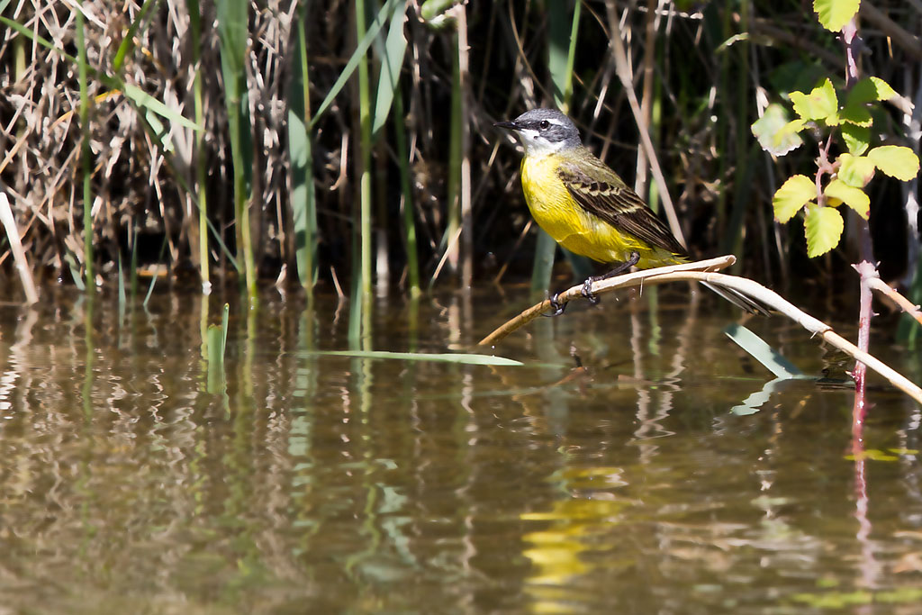 Bergeronnette printanière M_21 IN.jpg