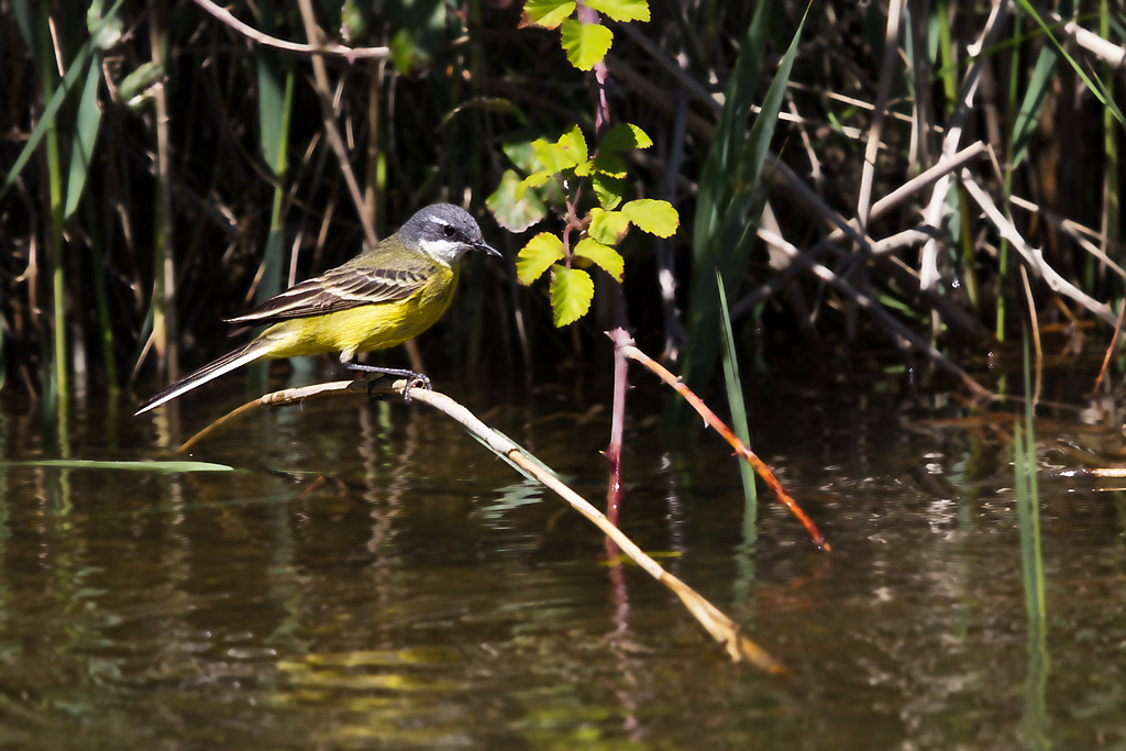 Bergeronnette printanière M_27 IN.jpg