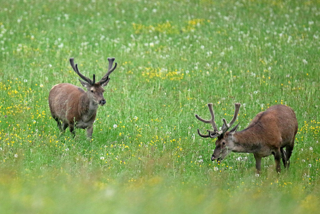 2cerfs 0938-IN n2.jpg