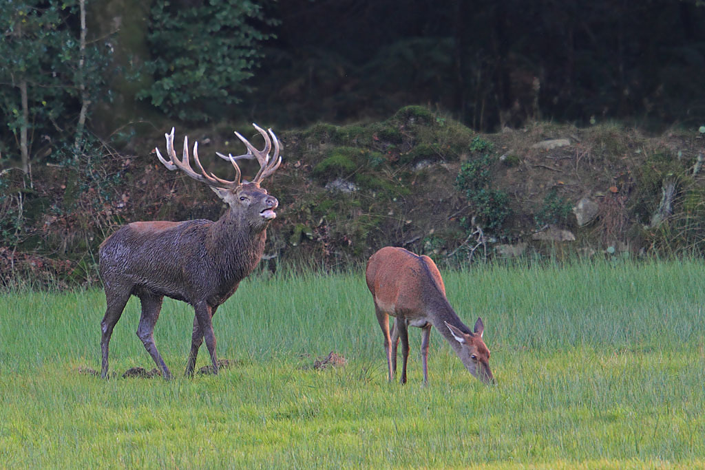 16 cors et biche Jacques Rivière.jpg
