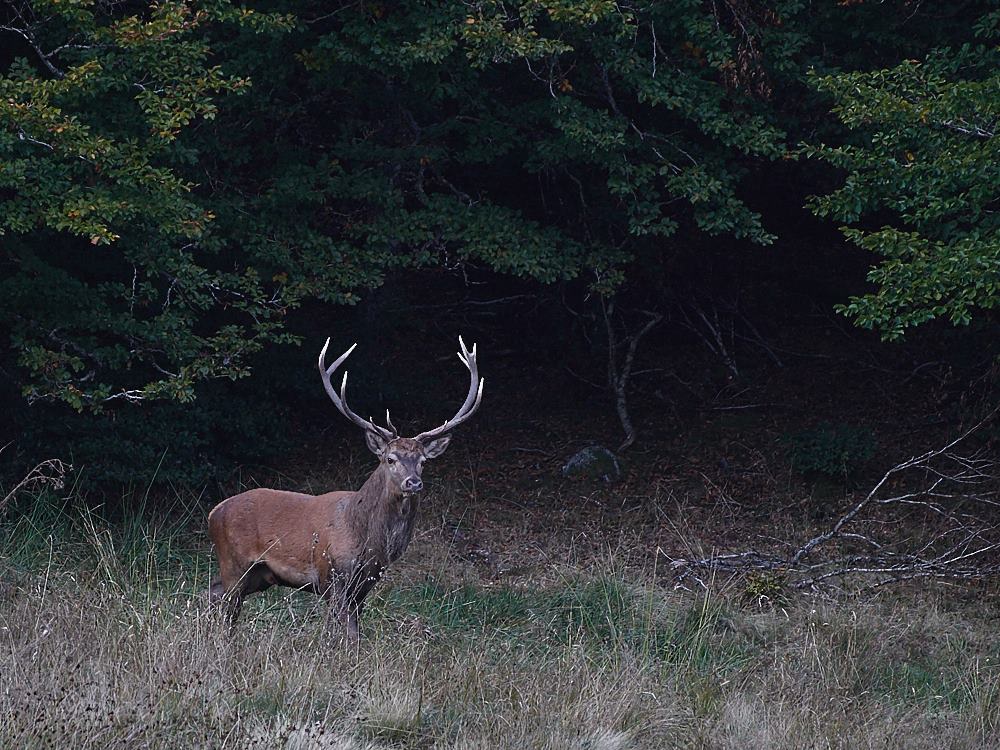 6390 dix co .jpg