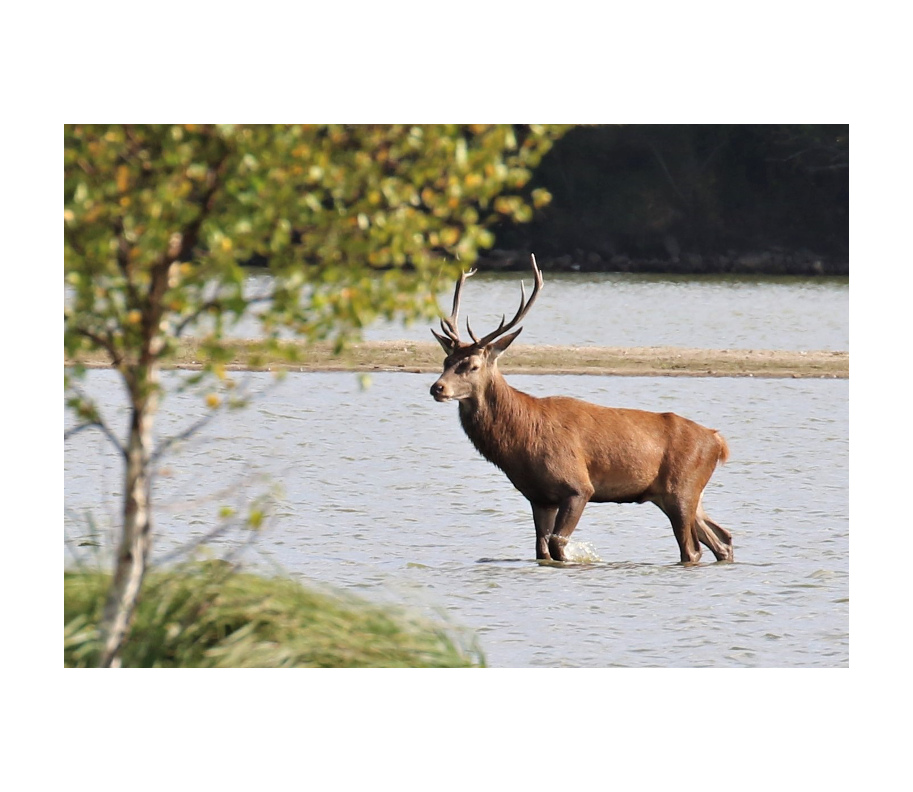 cerf brenne ch.jpeg