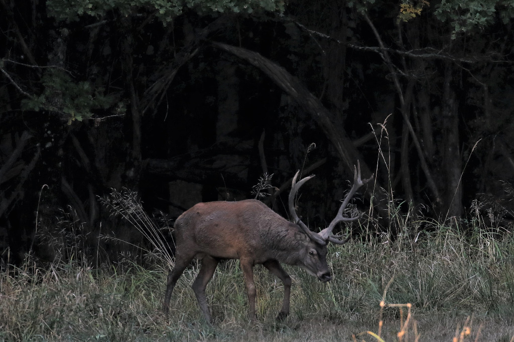 CERF à la sortie du Bois Chambord.jpg